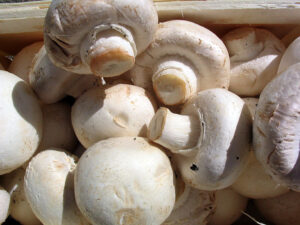 Immagine di funghi Champignons