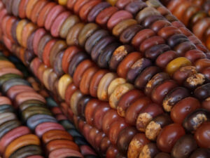 Immagine di una pannocchia di mais multicolore