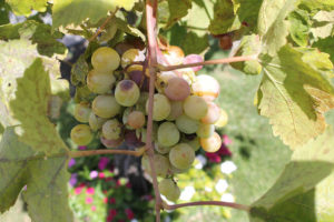 Immagine di grappoli d'uva bianca siciliana