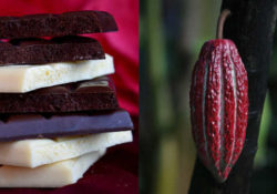 Immagine di cioccolato e cacao
