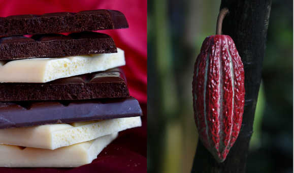 Il cacao, la fabbrica del cioccolato