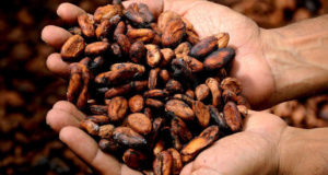 Immagine di fave di cacao