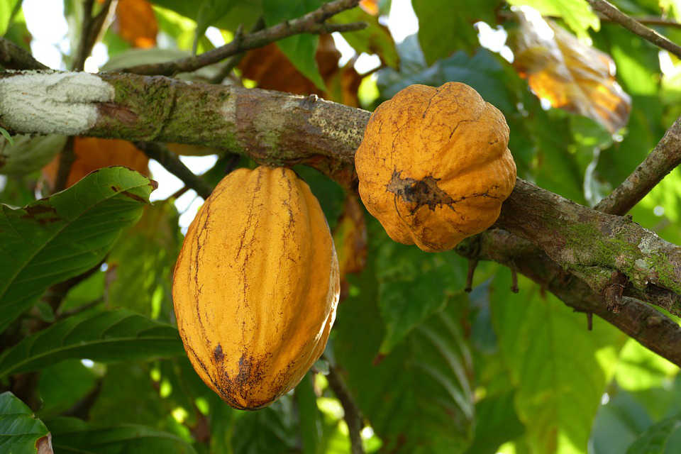 Immagine dei frutto del cacao