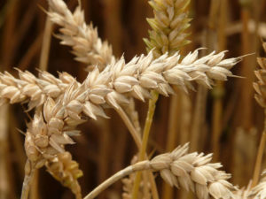 Immagine di spiga di grano
